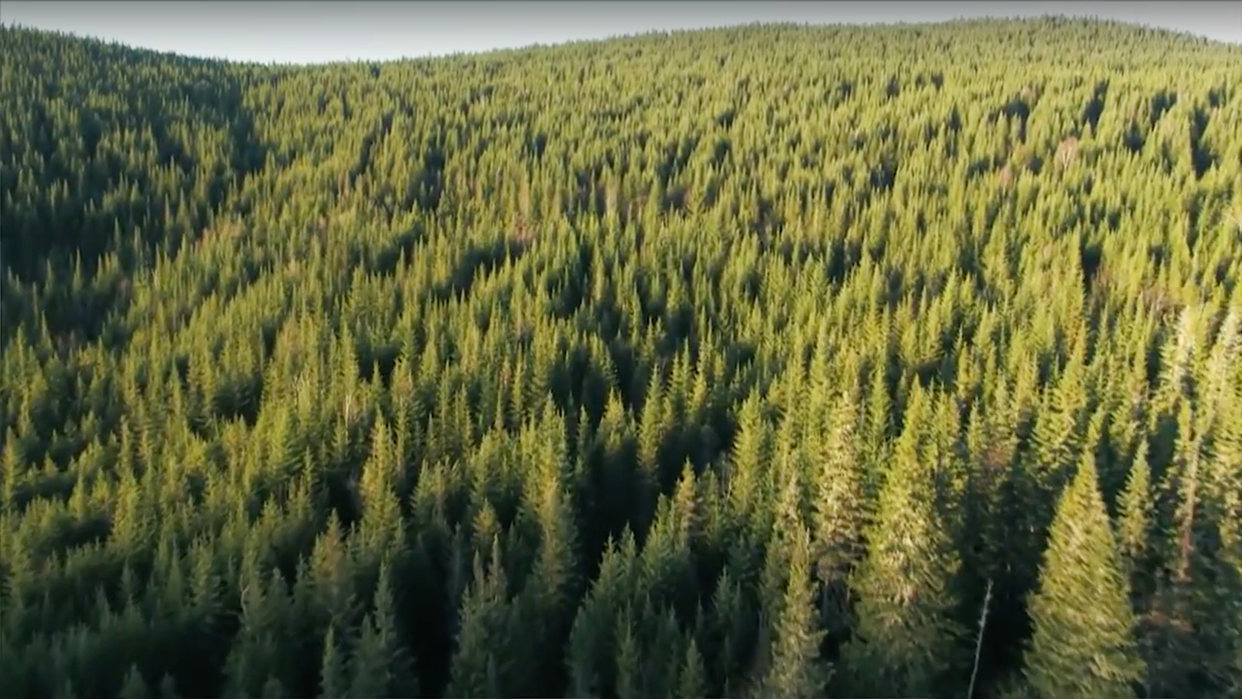 Evergreen forest view from the sky with narrow horizon.