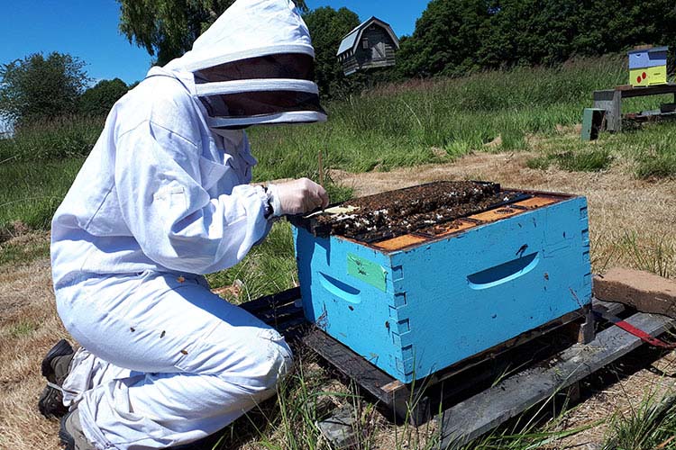 Honey bees can help monitor pollution in cities