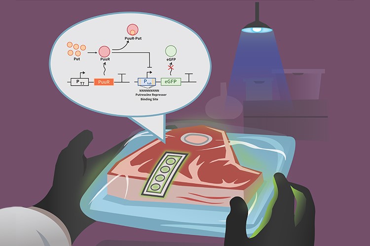 La viande avariée pourrait être plus facile à détecter grâce à un biocapteur conçu à l’Université Concordia