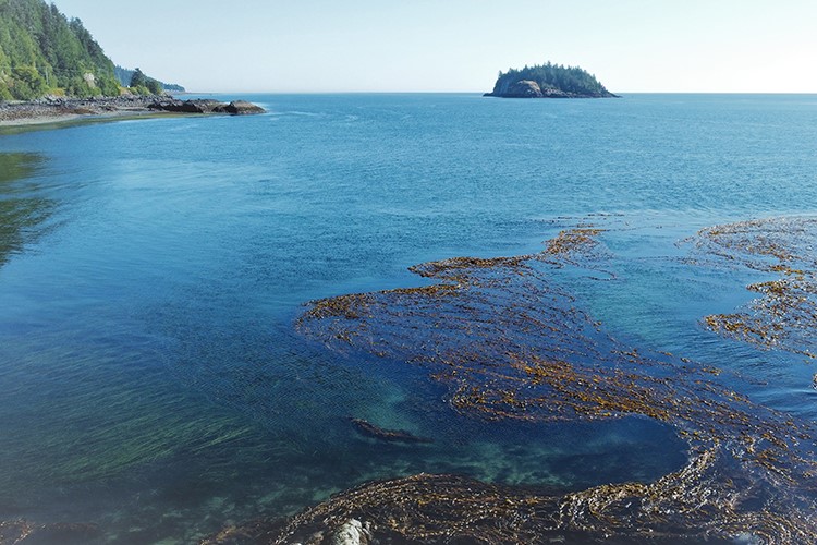 Mapping the health of kelp forests