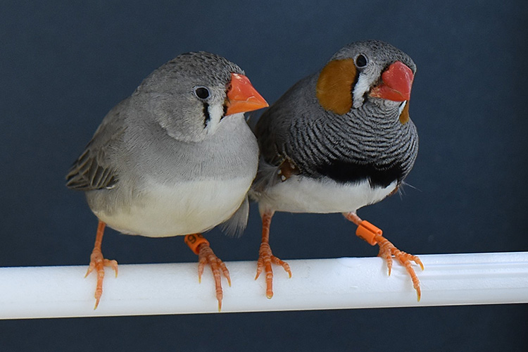 Zebra finches choose nest materials based on past experience, new research shows