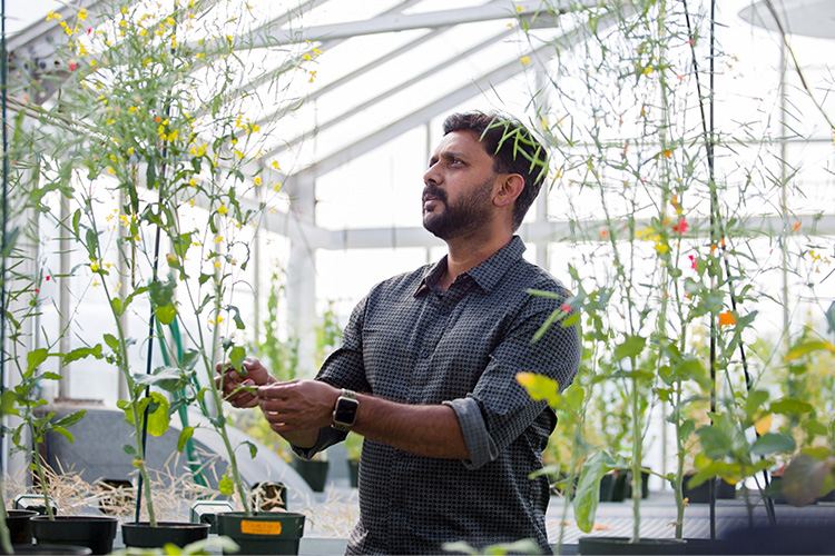 UCalgary scientists produce new canola type for potentially higher crop yield